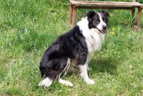 Disappearance alert Dog  Male , 13 years Nanchez France