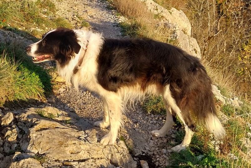 Disappearance alert Dog  Male , 13 years Nanchez France