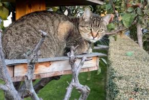 Disappearance alert Cat Male , 15 years Noble-Contrée Switzerland