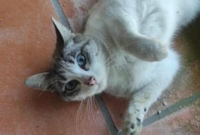 Discovery alert Cat Female , 1 year Raimonda Portugal
