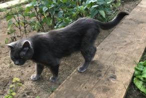 Disappearance alert Cat Female , 16 years Saint-Pierre-en-Auge France