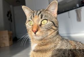 Disappearance alert Cat Female , 1 years Martigny Switzerland