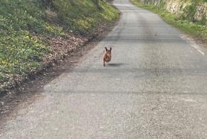 Discovery alert Dog Unknown Fexhe-le-Haut-Clocher Belgium