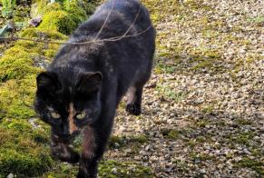 Discovery alert Cat  Female Rioux France