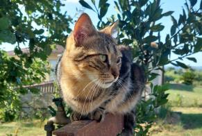 Disappearance alert Cat miscegenation Male , 3 years Castelmayran France