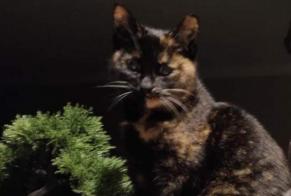 Disappearance alert Cat miscegenation Female , 2 years Nœux-les-Mines France