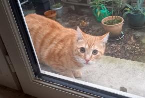 Discovery alert Cat Male Rennes France