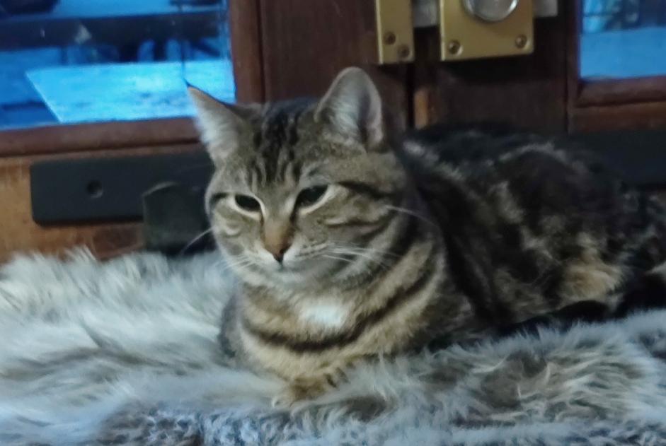 Disappearance alert Cat  Female , 1 years Charleroi Belgium