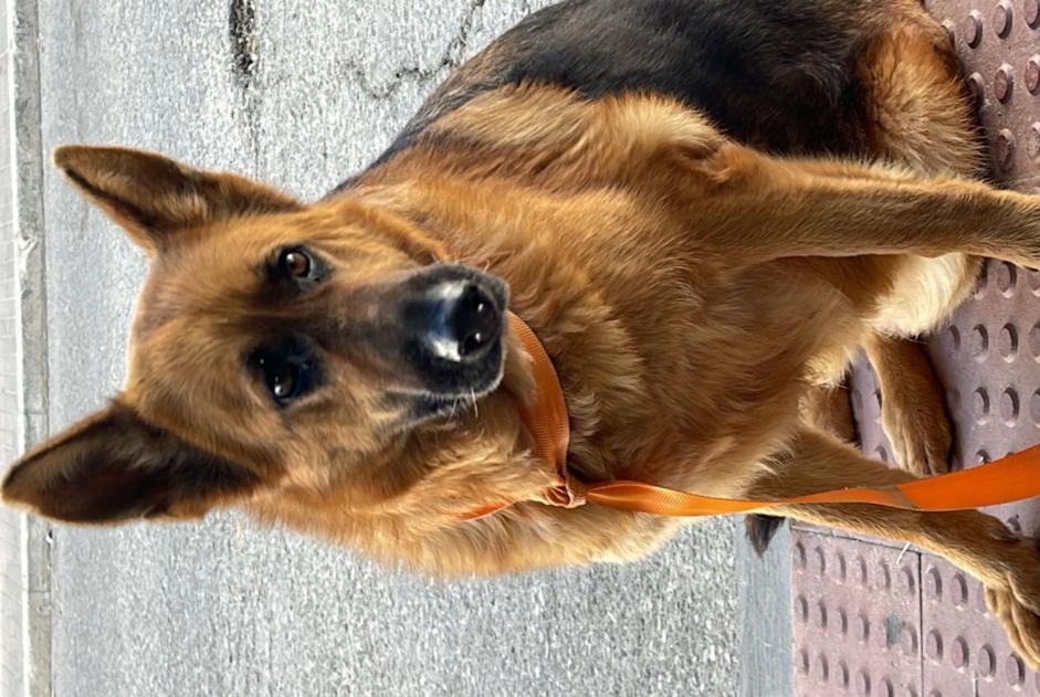 Discovery alert Dog  Female Junta de los Ríos Spain