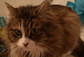 Disappearance alert Cat Female , 8 years Val-de-Ruz Switzerland