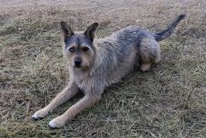 Disappearance alert Dog miscegenation Male , 4 years Badajoz Spain