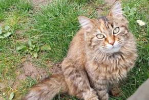 Disappearance alert Cat Female , 1 years Thorigny-sur-Oreuse France