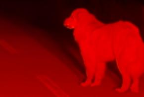 Discovery alert Dog Unknown Radicofani Italy