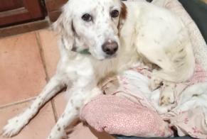 Disappearance alert Dog  Female , 12 years Cursan France