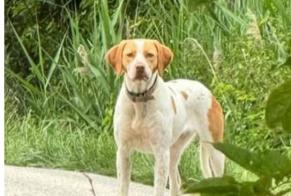 Discovery alert Dog miscegenation Female Valréas France