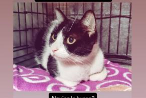 Discovery alert Cat Unknown Tarragone Spain