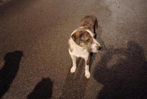 Disappearance alert Dog Male , 1 yeahr Sant Llorenç de Morunys Spain