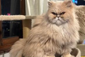 Disappearance alert Cat  Female , 10 yeahr Las Palmas de Gran Canaria Spain