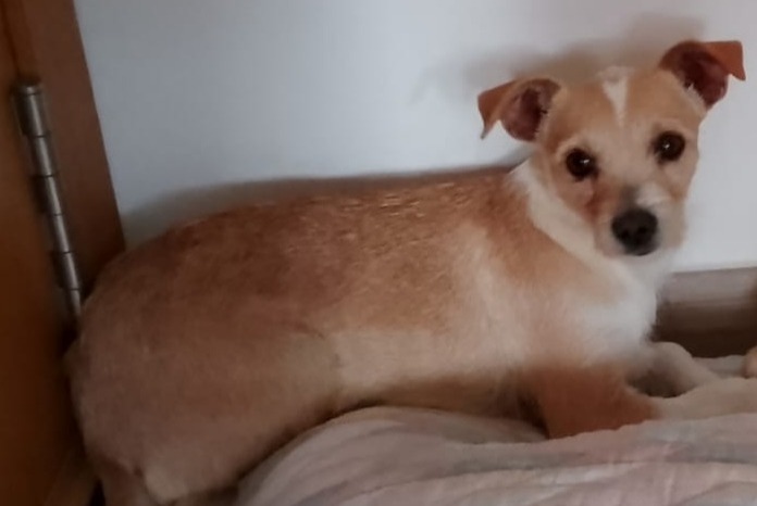 Dog Gone in Albacete (Albacete, Spain)  - disappearance  Pet Alert  alert #360963