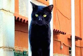 Discovery alert Cat Male València Spain