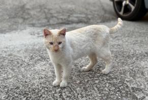 Disappearance alert Cat Male , 2 yeahr Árchez Spain