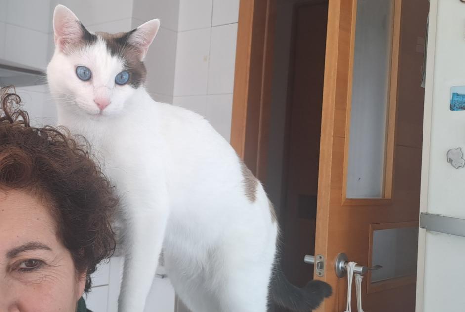 Cat Gone in Pontevedra (Pontevedra, Spain)  - disappearance  Pet Alert  alert #371245