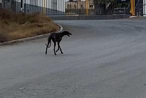 Alerta de Hallazgo Perro Desconocido Vera España