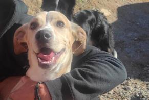 Alerta de Hallazgo Perro cruce Macho Cájar España
