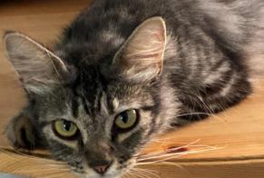Alerta de Desaparición Gato cruce Macho , 2 años Barcelona España