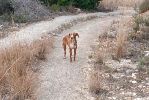 Alerta de Hallazgo Perro Hembra Beluso España