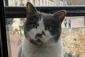 Alerta de Desaparición Gato Hembra , 5 años Jávea España