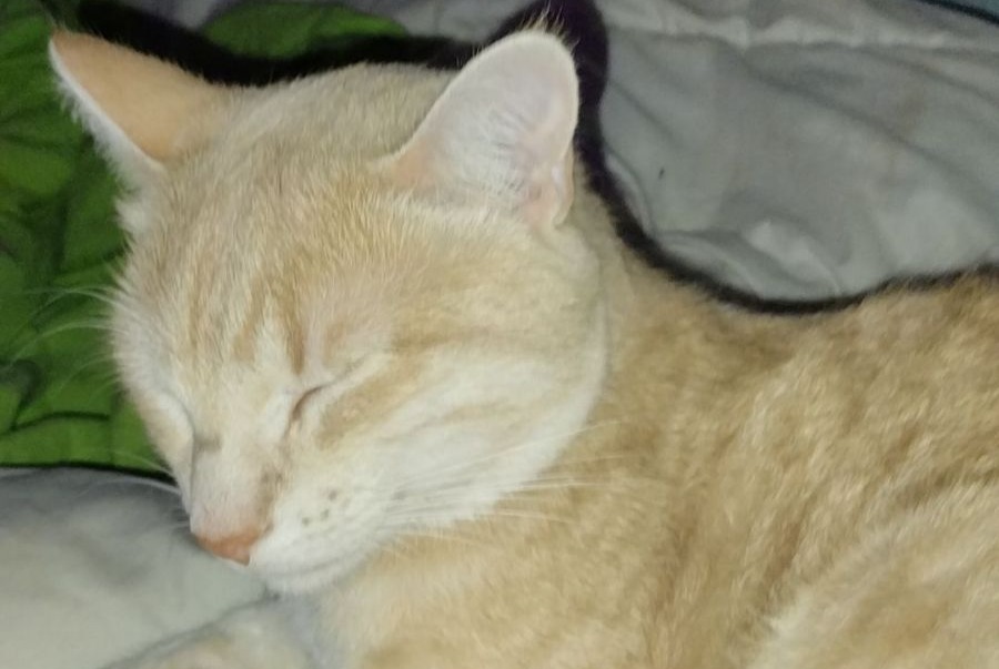 Alerta de Desaparición Gato  Macho , 3 años Rœschwoog Francia
