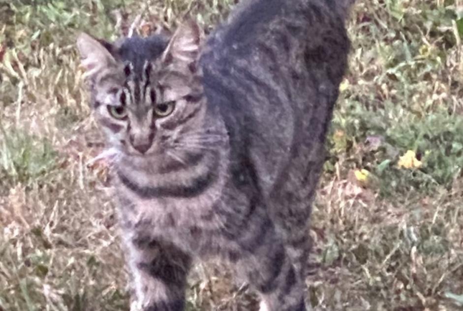 Alerta de Desaparición Gato  Macho , 2 años Noble-Contrée Suiza