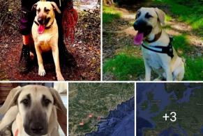 Alerta de Desaparición Perro cruce Hembra , 3 años Roquebrune-sur-Argens Francia