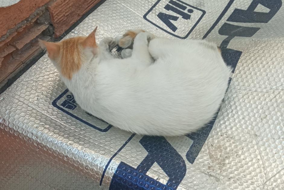 Alerta de Desaparición Gato Hembra , 4 años Murcia España