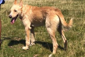 Alerta de Desaparición Perro cruce Macho , 30 años Pedralba España