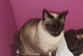 Alerta de Desaparición Gato  Macho , 13 años Alcalá de Chivert España