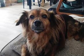 Alerta de Desaparición Perro cruce Hembra , 10 años La Collada España