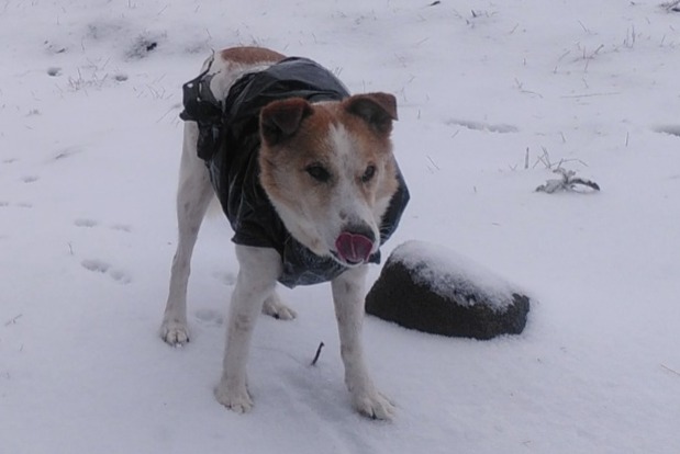 Perro Desaparecido en Santa Cruz de la Palma (Santa Cruz de Tenerife, España)  - alerta desaparición Pet Alert n° 362628