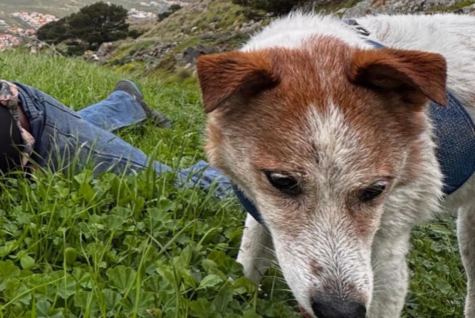 Perro Desaparecido en Santa Cruz de la Palma (Santa Cruz de Tenerife, España)  - alerta desaparición Pet Alert n° 362628