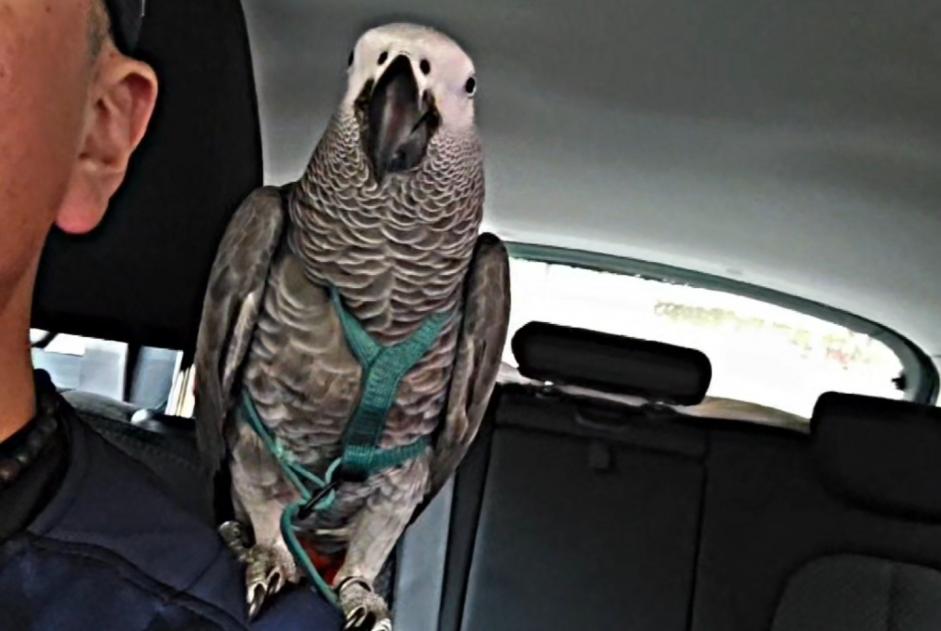 Pájaro Desaparecido en Barcelona (Barcelona, España)  - alerta desaparición Pet Alert n° 365936