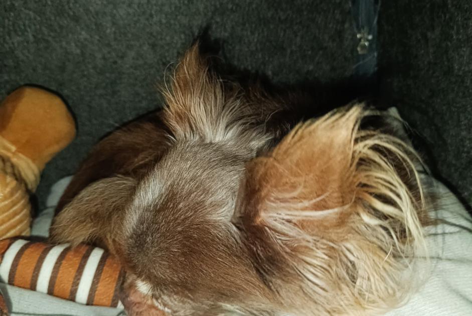 Perro Desaparecido en Empuriabrava (Girona, España)  - alerta desaparición Pet Alert n° 376175