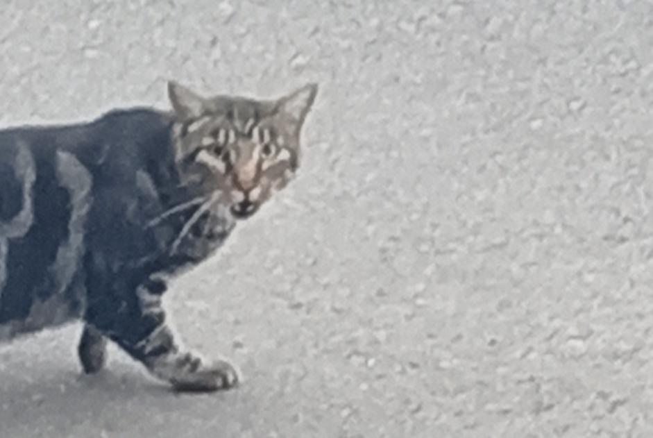Gato Encontrado en Leganés (Madrid, España)  - alerta Hallazgo Pet Alert n° 376397