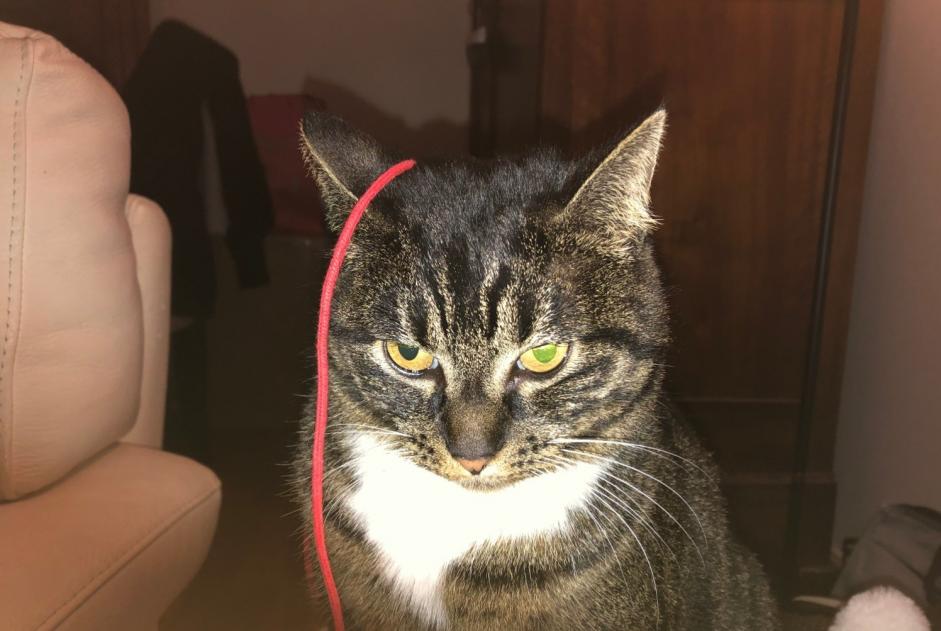 chat rueil malmaison