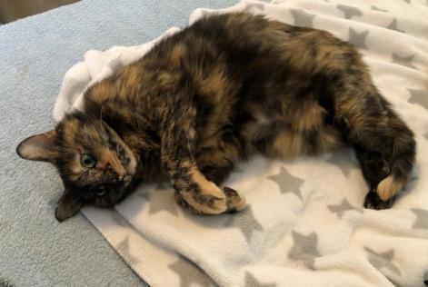 Alerte Disparition Chat Femelle , 3 ans Santa Ponsa Espagne
