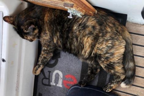 Alerte Disparition Chat Femelle , 3 ans Santa Ponsa Espagne