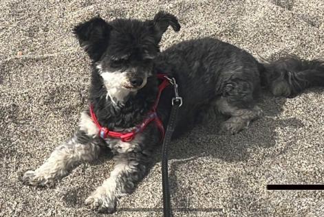 Alerte Disparition Chien croisement Femelle , 9 ans El Esparragal Espagne