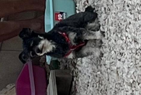 Alerte Disparition Chien croisement Femelle , 9 ans El Esparragal Espagne