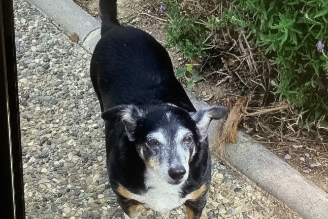 Alerte Disparition Chien croisement Femelle , 9 ans Malaga  Espagne