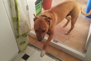 Alerte Découverte Chien  Mâle Cullera Espagne